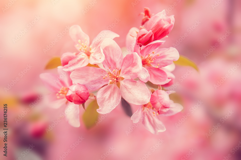 Fototapeta premium Pink flowers blossom on tree. Nature beautiful floral pastel background