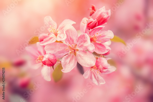 Pink flowers blossom on tree. Nature beautiful floral pastel background
