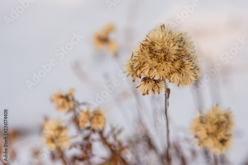 Wild flower in winter