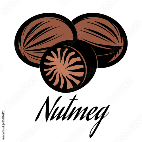 Vector color illustration of a nutmeg pod