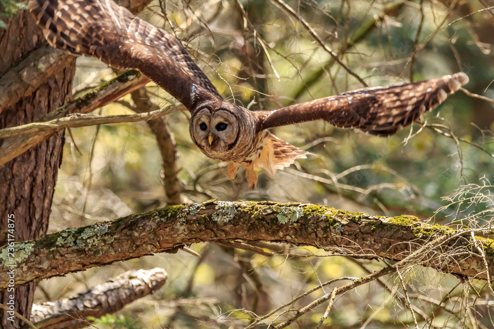 Obraz premium Barred Owl