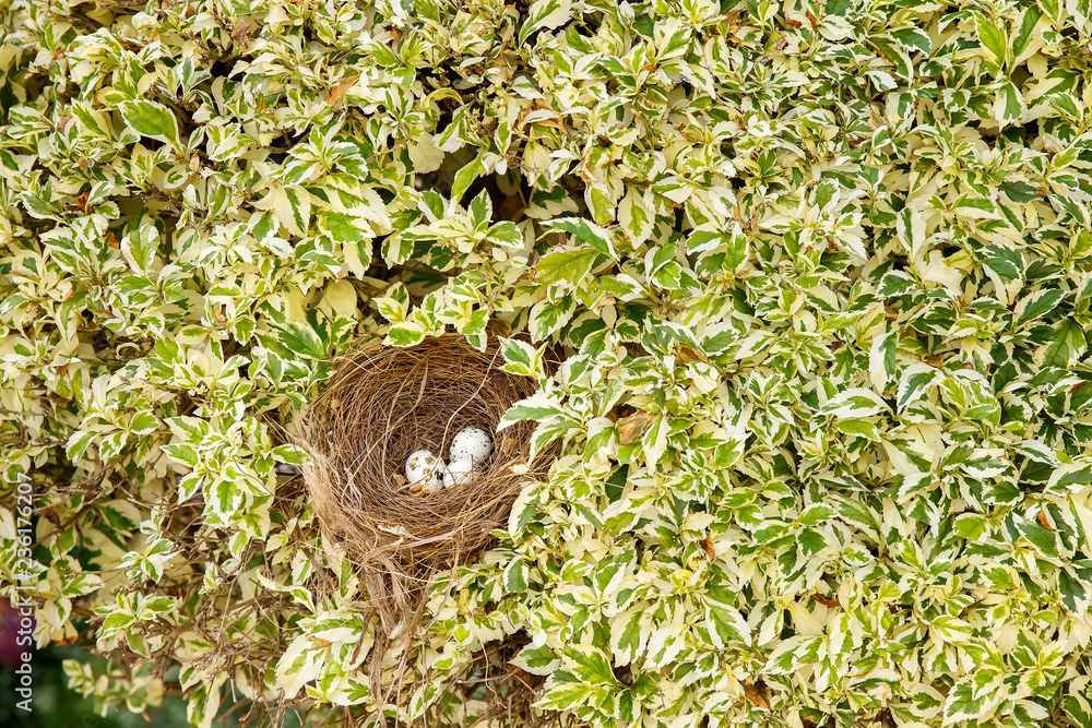 bird nest in bush