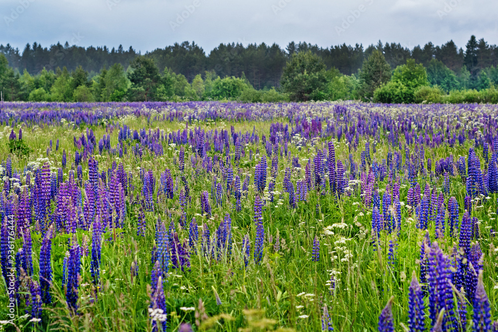 Obraz premium field of lupine in the summer