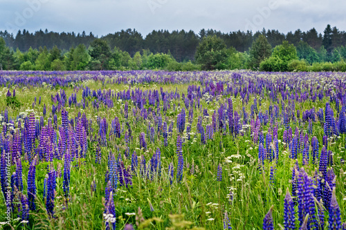 field of lupine in the summer © pavasaris
