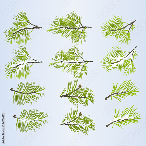 Pine tree branches lush conifer autumnal and winter snowy natural background set two vector illustration editable hand draw