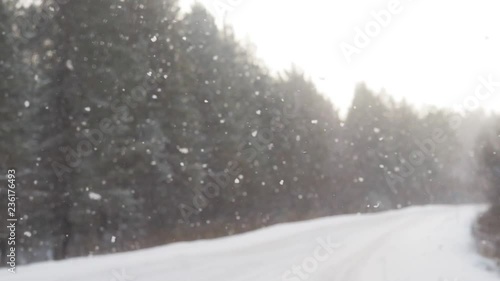 Wallpaper Mural Beautiful winter background - snow falling in forest, sun shining background. Magic winter forest in Christmas, sunbeam in woods.  Torontodigital.ca