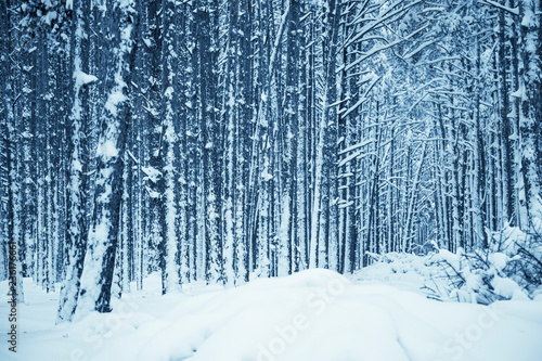 Winter nature background.