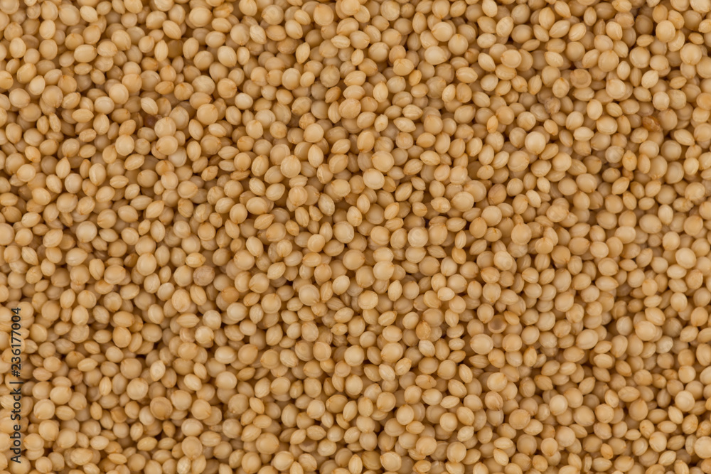 amaranth grain closeup amaranth grain closeup
