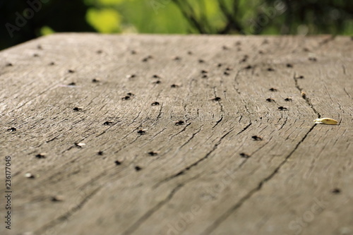 Fly on a Wood Table