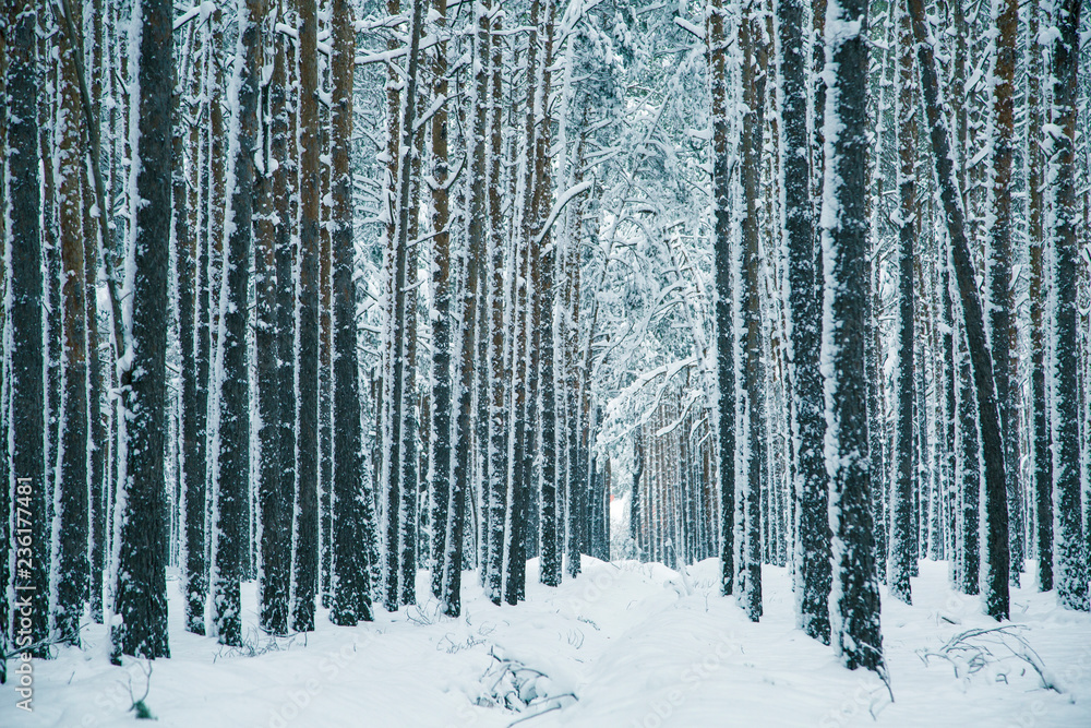 Fototapeta premium Winter nature background.