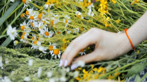 Slavic girl making a wreath. Flowers in the field. Girl in the field. Pagan Slavic rite. Pagan rite. Slavic girl making a wreath. Paganism. Girl sorting the flowers and making a wreath photo