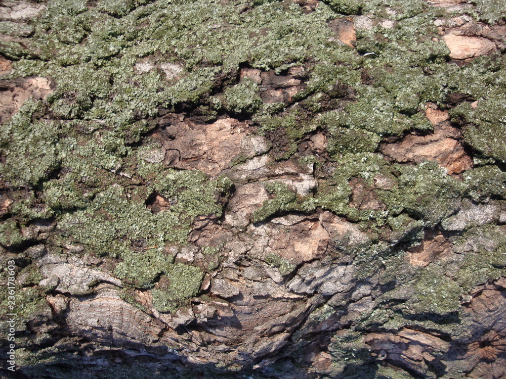 Structure of dry trees and bark of living trees. Brown shades. Structure of dry trees and bark of living trees. Brown shades.