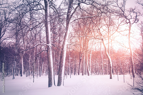 Winter nature background.