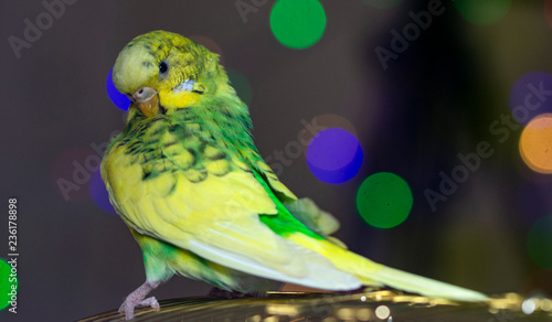 A green parrot pecks grains Head close-up