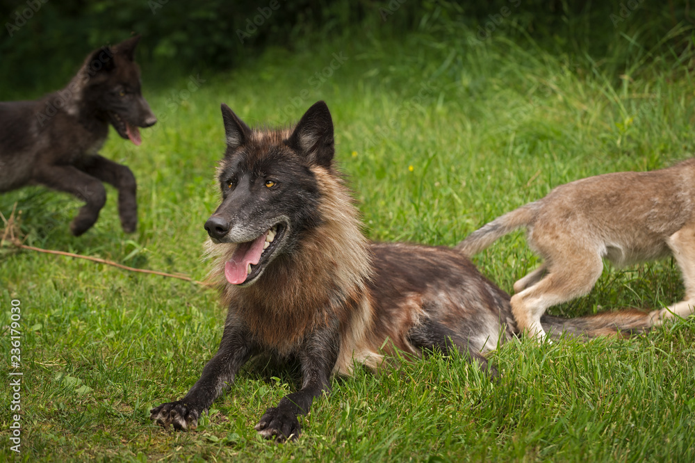 Black Phase Grey Wolf (Canis lupus) With Pups Running Behind Him Black Phase Grey Wolf (Canis lupus) With Pups Running Behind Him