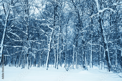 Winter nature background.