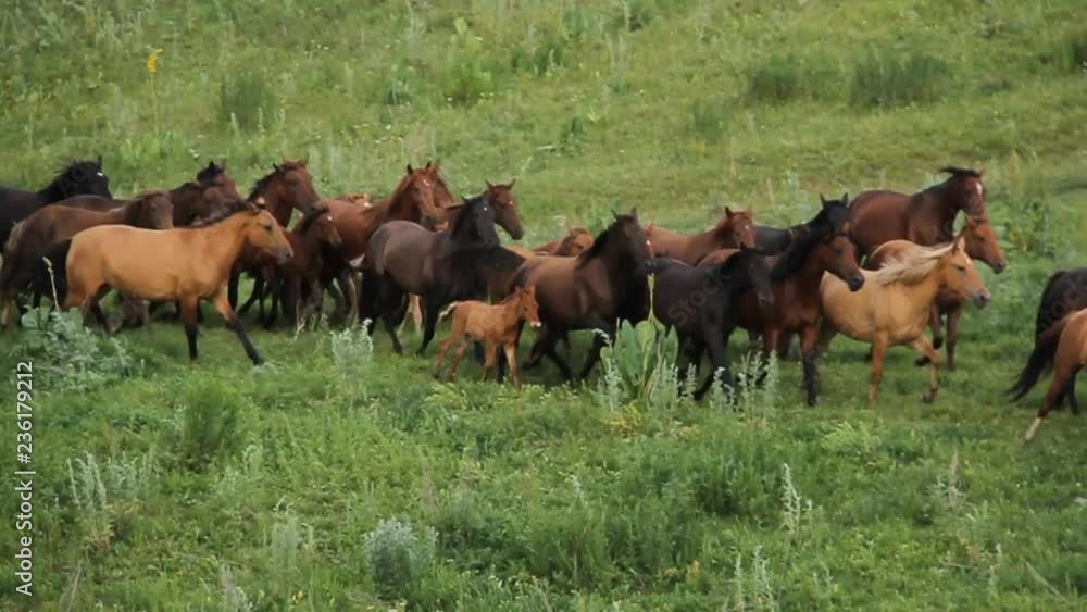 The herd of horses is grazing in the foothills of Alma-ata. The herd of horses is grazing in the foothills of Alma-ata.