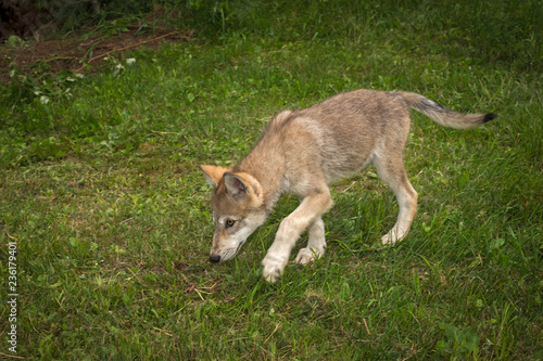 Grey Wolf (Canis lupus) Pup Walks Left Head Down