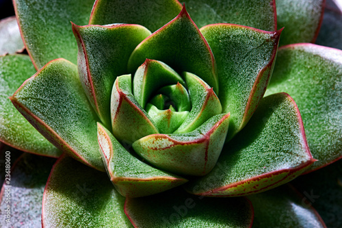 Echeveria succulent plant close-up