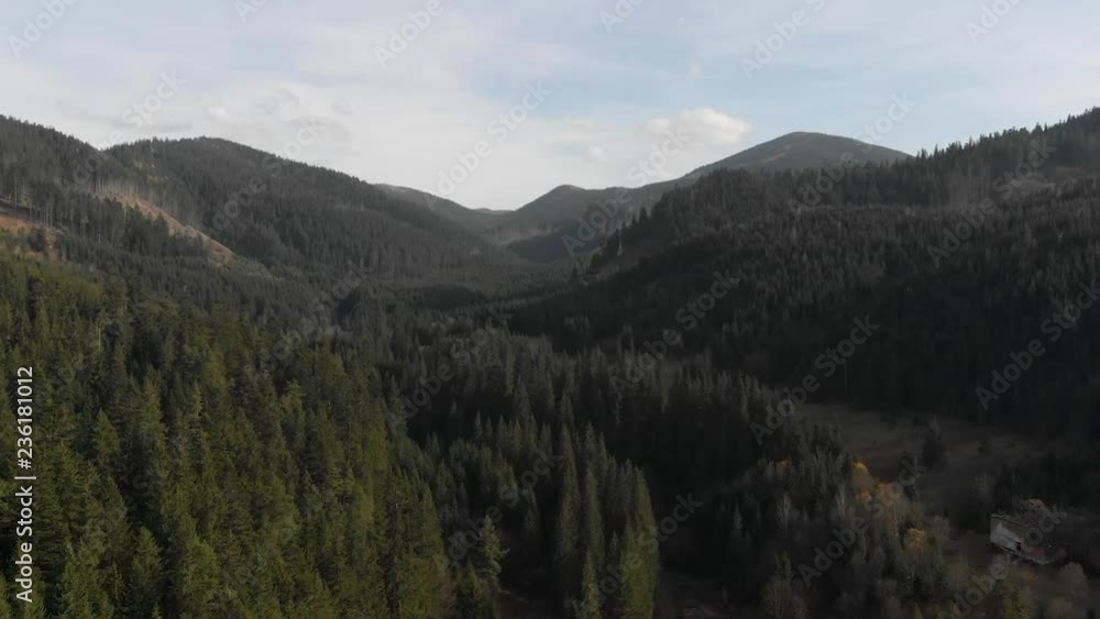 Aerial shot overlooking the mountains. Forest many firs Aerial shot overlooking the mountains. Forest many firs