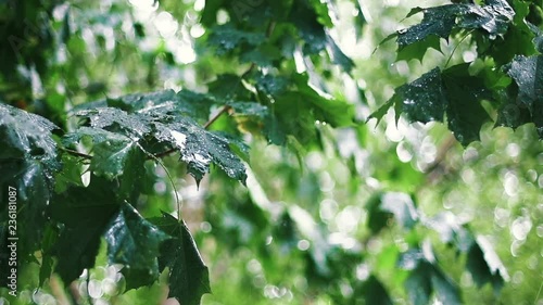Gushing Rain among Maple Trees in the Garden. Raindrops Hitting the Green Leaves. Slo-Mo.