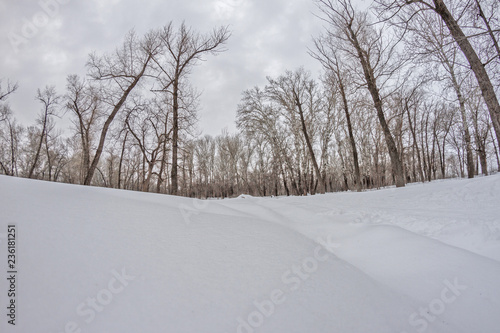 winter forest with trees covered with snow © dude_lea