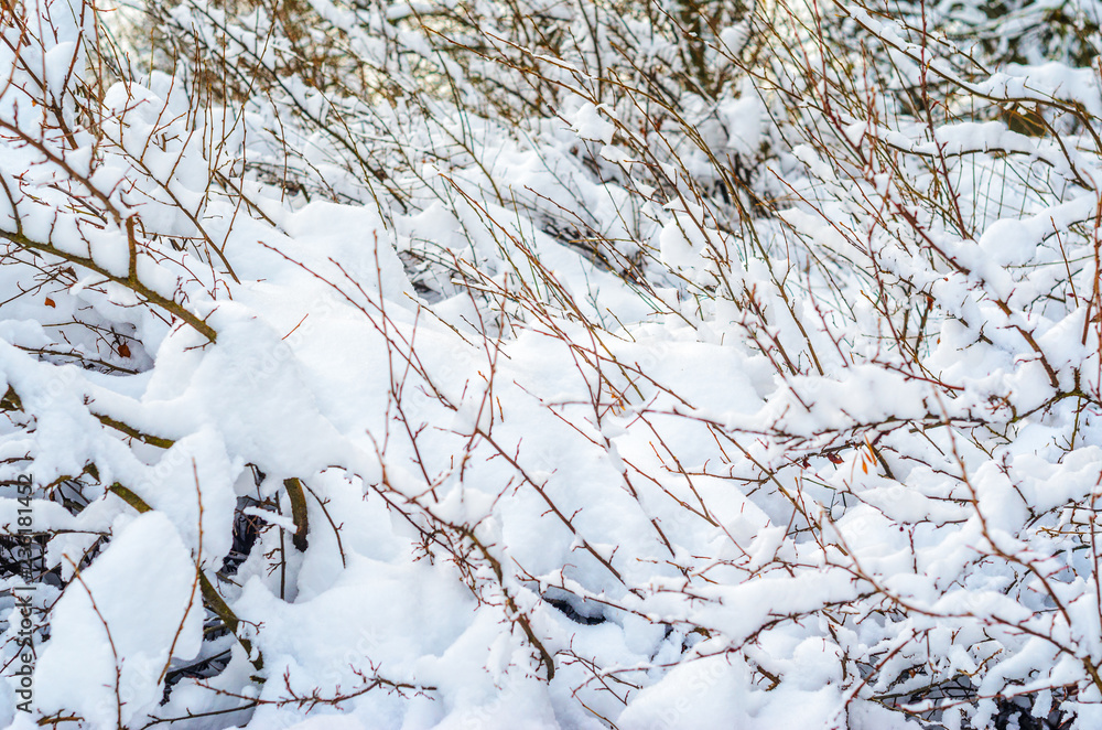 Shrubs and plants covered with a thick layer of snow. Winter weather abstract background Shrubs and plants covered with a thick layer of snow. Winter weather abstract background