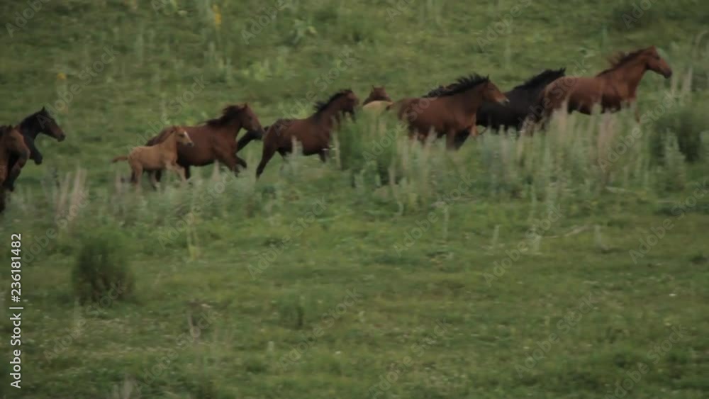 The herd of horses is grazing in the foothills of Alma-ata. The herd of horses is grazing in the foothills of Alma-ata.