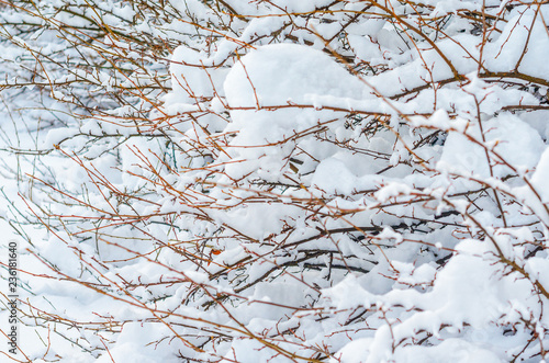 Wallpaper Mural Shrubs and plants covered with a thick layer of snow. Winter weather abstract background Torontodigital.ca