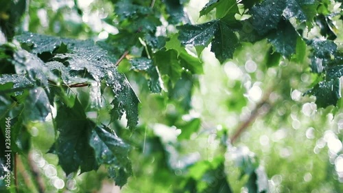 Gushing Rain among Maple Trees in the Garden. Raindrops Hitting the Green Leaves. Slo-Mo.