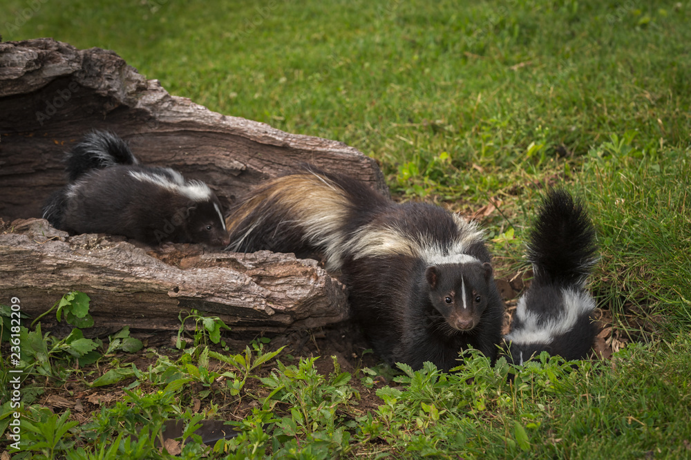 Striped Skunk (Mephitis mephitis) and Kits Stand at End of Log Striped Skunk (Mephitis mephitis) and Kits Stand at End of Log