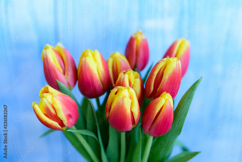 Fototapeta premium Bouquet red and yellow tulips on blue background. Selective focus.