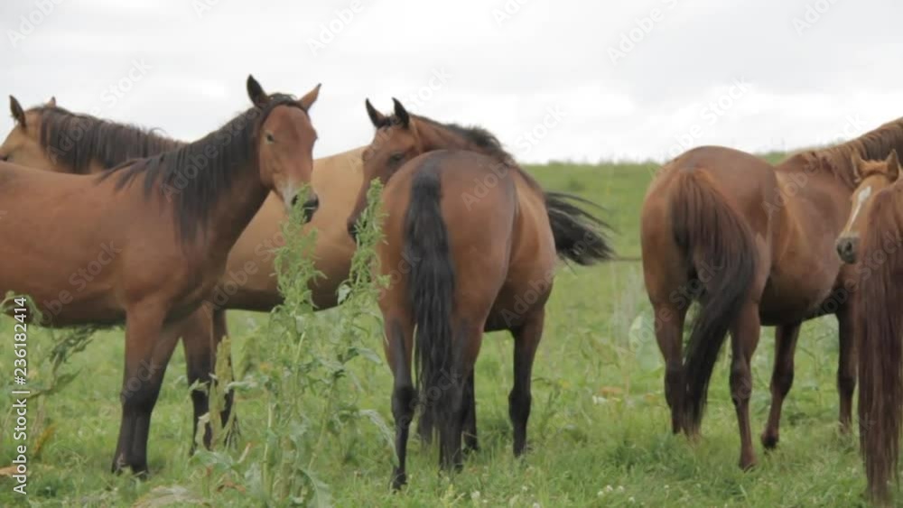 The herd of horses is grazing in the foothills of Alma-ata. The herd of horses is grazing in the foothills of Alma-ata.