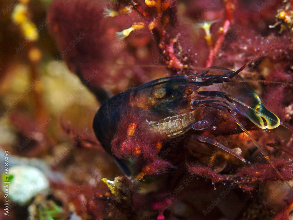 Deman`s snapping shrimp with isopod (Synalpheus demani) Deman`s snapping shrimp with isopod (Synalpheus demani)