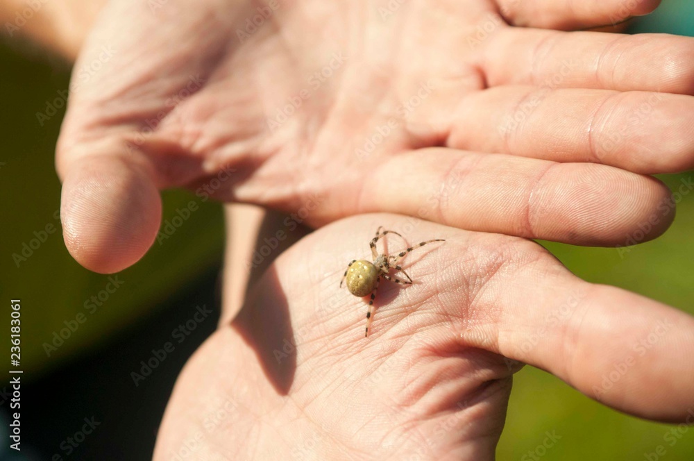 Obraz premium little spider on man's palm. close-up photo