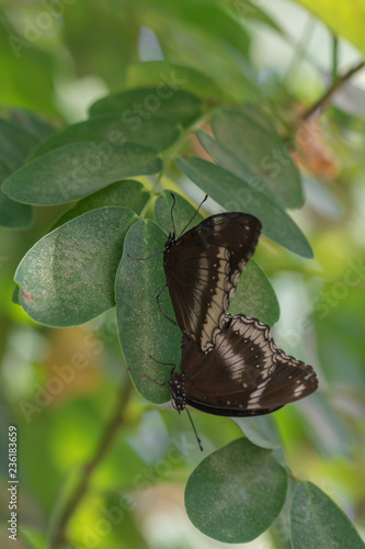 Hybrid Great Eggfly Hypolimnas bolina jacintha butterfly butterflies in the garden.Butterflies are breeding in nature background. photo