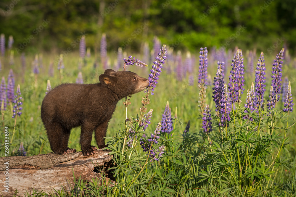 Fototapeta premium Black Bear Cub (Ursus americanus) Sniffs at Lupin