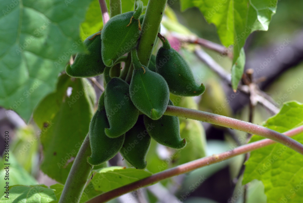 toritos frutos