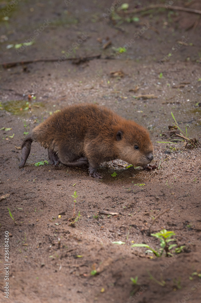 Fototapeta premium North American Beaver (Castor canadensis) Kit Walks Right