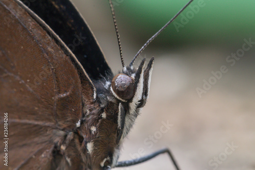 Macro a Great Eggfly Hypolimnas bolina jacintha butterfly.A butterfly and flower in the garden.