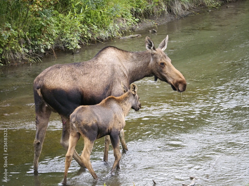 Fototapeta premium Elchkuh mit Jungem im Wasser