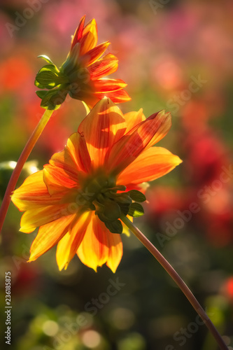 Fototapeta Naklejka Na Ścianę i Meble -  Two yellow and red dahlias in the sunshine