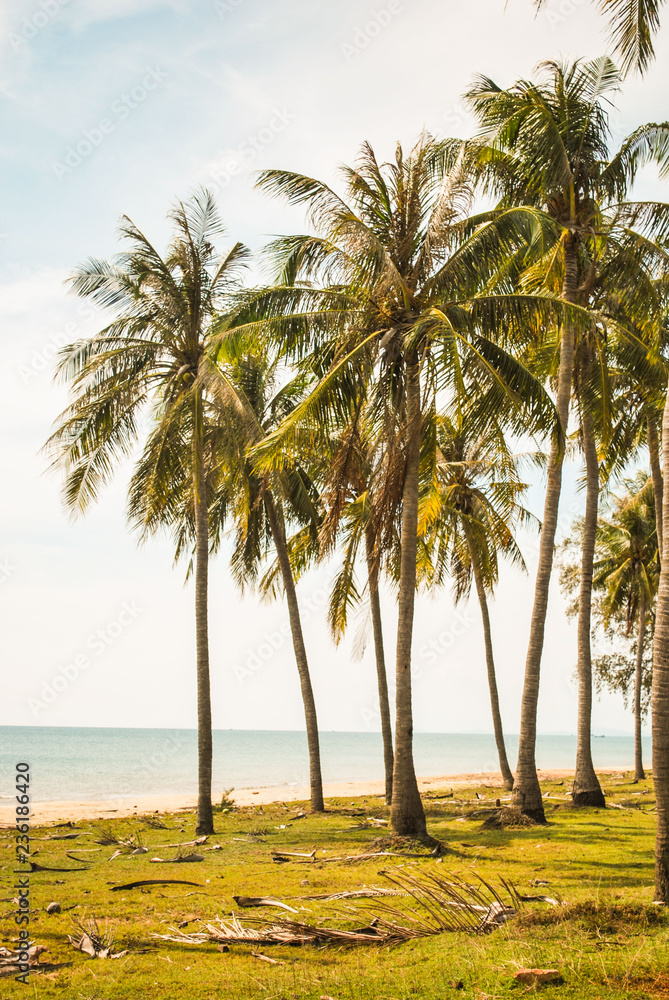 Phu Quoc palm trees