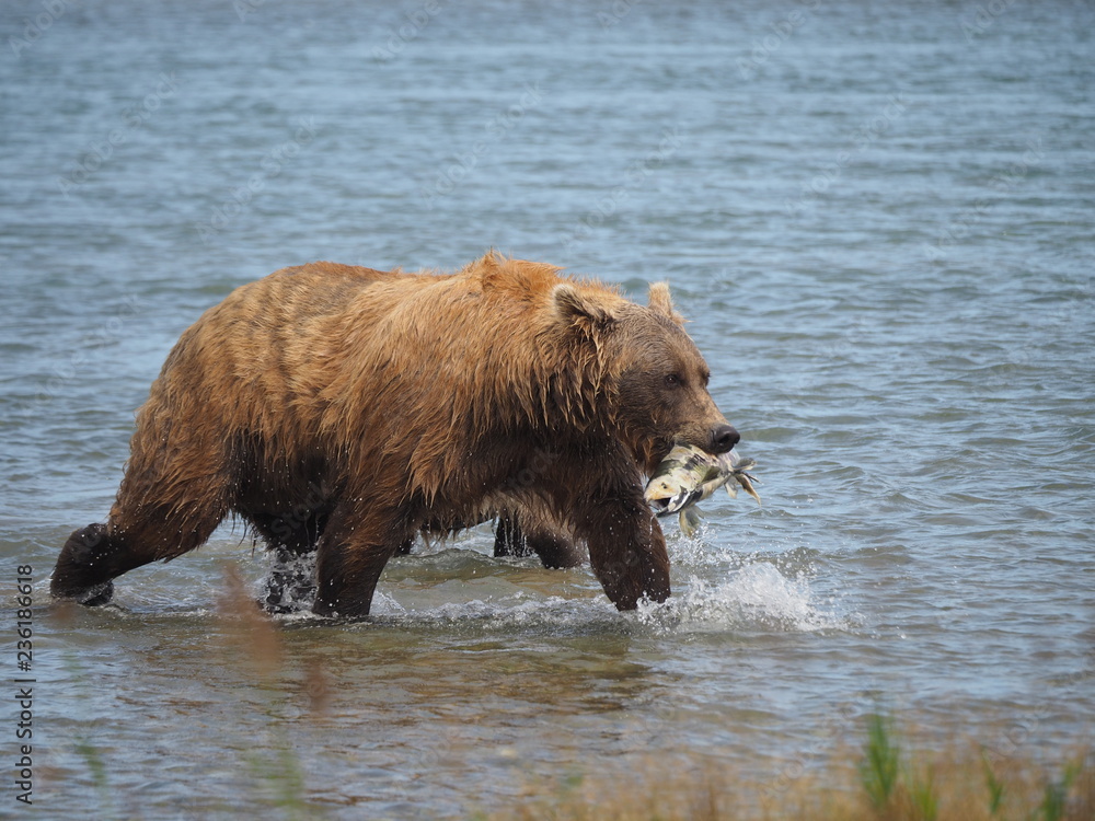 Grizzly in Alaska beim Lachsfang Grizzly in Alaska beim Lachsfang