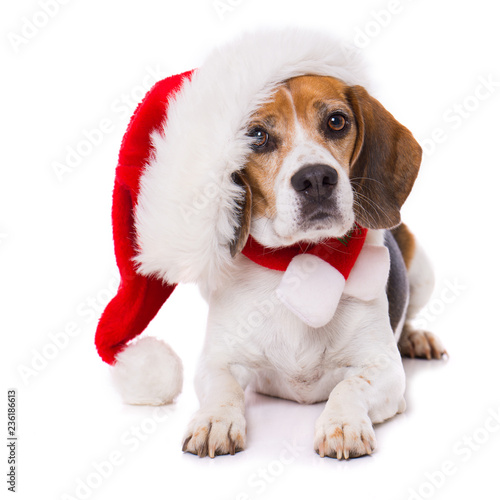Fototapeta Naklejka Na Ścianę i Meble -  Adult beagle dog with santa hat lying  isolated on white background and looking to the camera