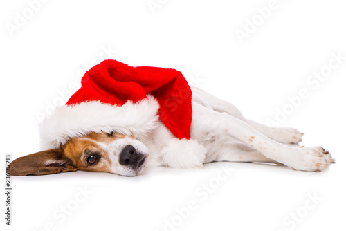 Fototapeta Naklejka Na Ścianę i Meble -  Beagle dog with christmas hat lying exhausted on the side isolated on white background