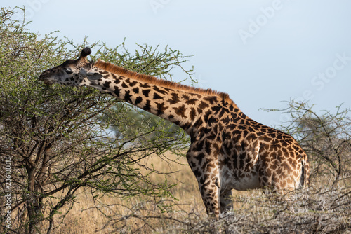 Profile of a giraffe long neck in Serengeti national park, Tanzania