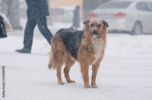 Dog outside in snowy weather. A storm warning © Andrii