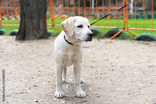  dog puppy golden labrador retriever on the collar in the park in summer