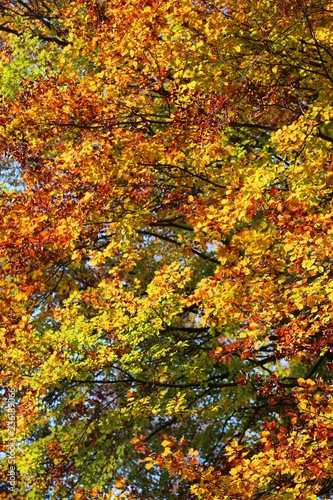 elms beeches and other trees with colorful leaves